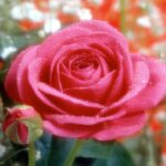 お姫様の暮らし