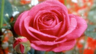 お姫様の暮らし