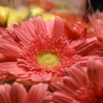 お姫様の暮らし