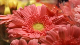 お姫様の暮らし