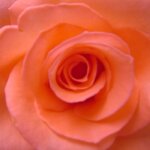 お姫様の暮らし