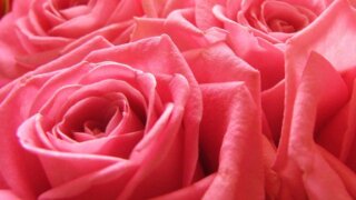 お姫様の暮らし