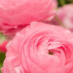 お姫様の暮らし