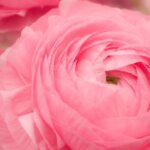 お姫様の暮らし