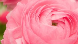 お姫様の暮らし