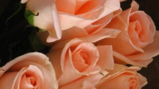 お姫様の暮らし