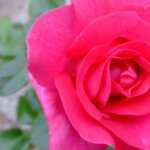 お姫様の暮らし