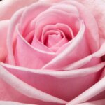 お姫様の暮らし