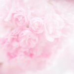 お姫様の暮らし