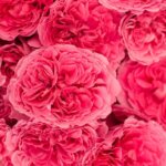 お姫様の暮らし