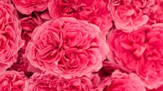 お姫様の暮らし