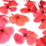 お姫様の暮らし