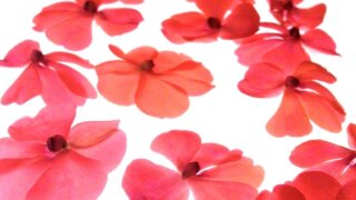 お姫様の暮らし